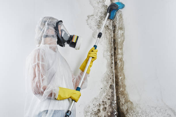 Best Localized Mold Remediation (e.g., coastal areas, humid climates) in Edgewater, FL