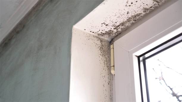 Best Attic Mold Remediation in Edgewater, FL
