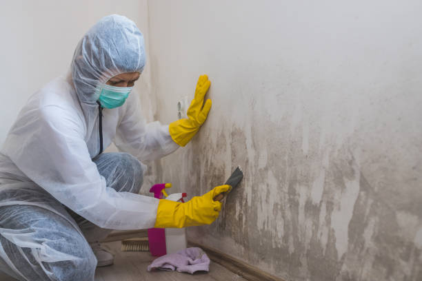 Best Bathroom Mold Remediation in Edgewater, FL