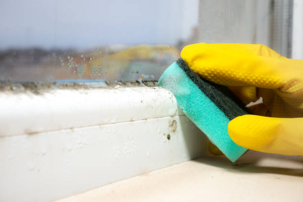 Best Basement Mold Remediation in Edgewater, FL