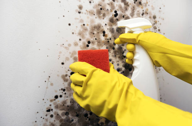 Best Industrial Mold Remediation in Edgewater, FL