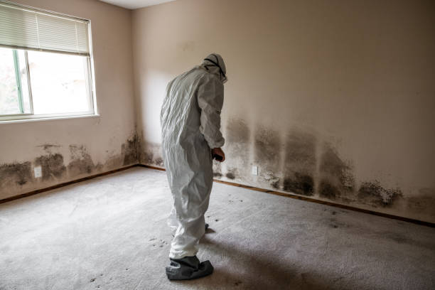 Best Mold Testing and Inspection Services in Edgewater, FL
