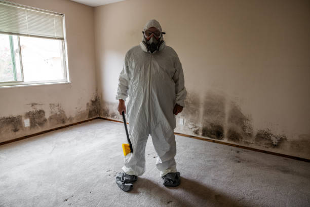 Best Mold Remediation for Specific Building Types in Edgewater, FL