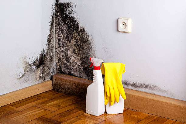 Best White Mold Remediation in Edgewater, FL